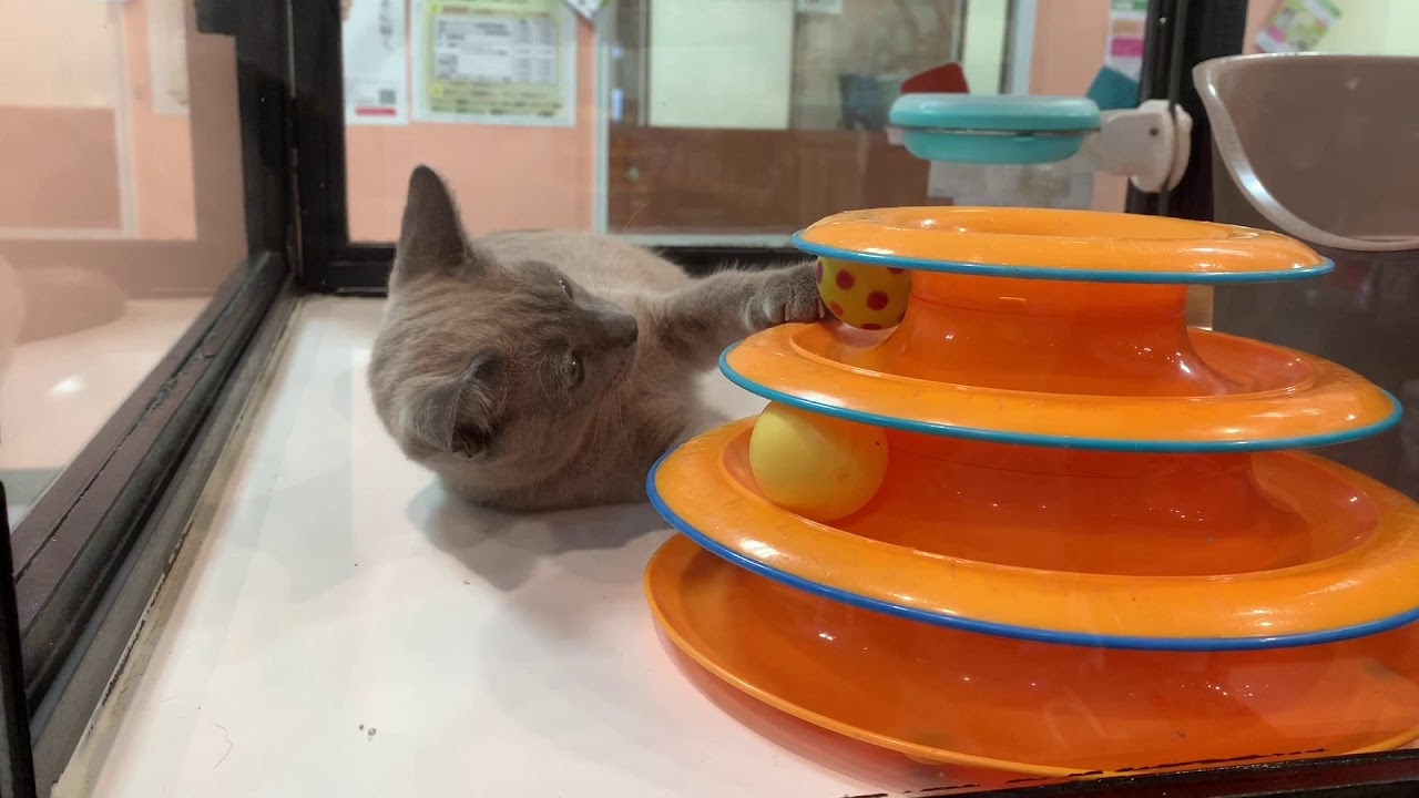 猫ちゃん用のおもちゃに夢中遊ぶでトンキニーズちゃん！！