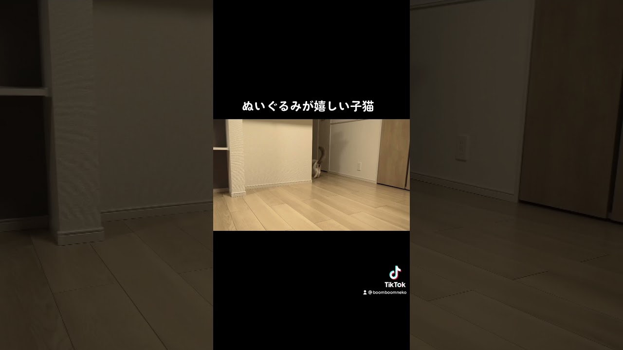 ぬいぐるみを咥えて散歩しちゃう子猫【ラグドール】