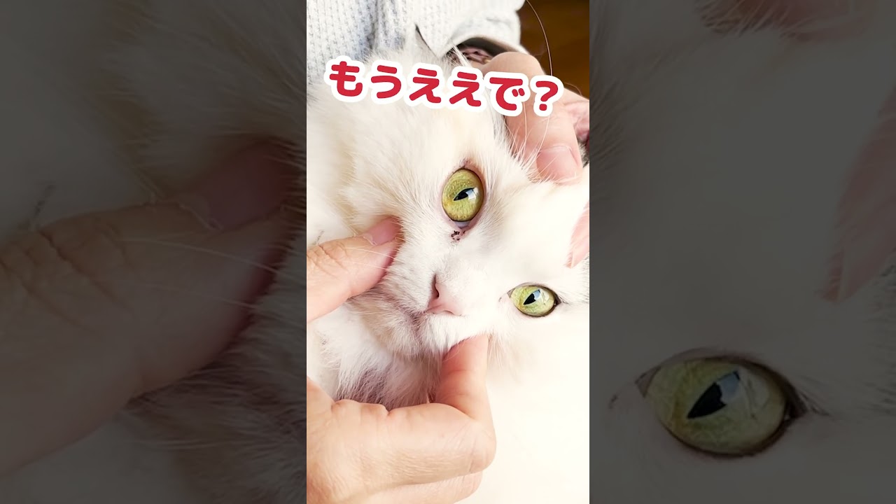 猫が結膜炎を発症しました #Shorts