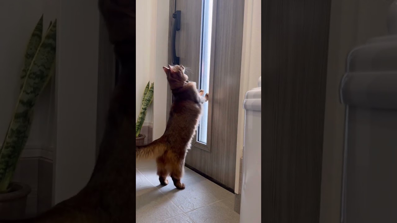 猫のお留守番が優しさで溢れてた