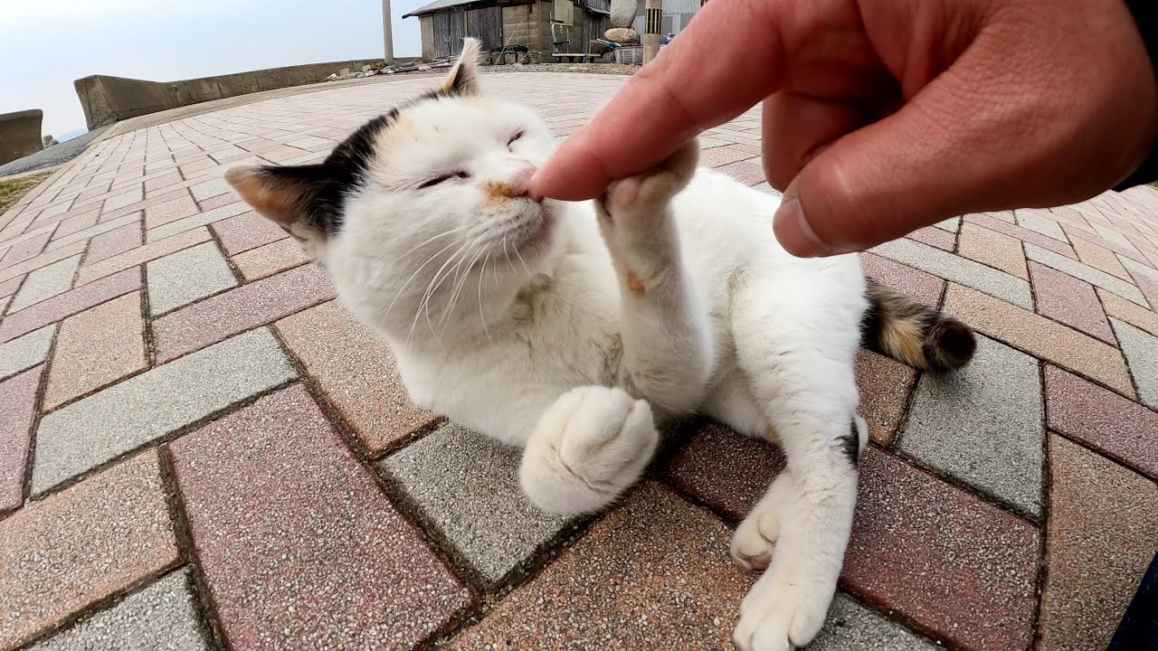 おかっぱ頭の三毛猫とタヌキのようなシャム猫をナデナデする