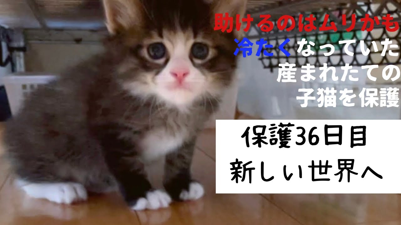 冷たくなっていた子猫の保護、36日目