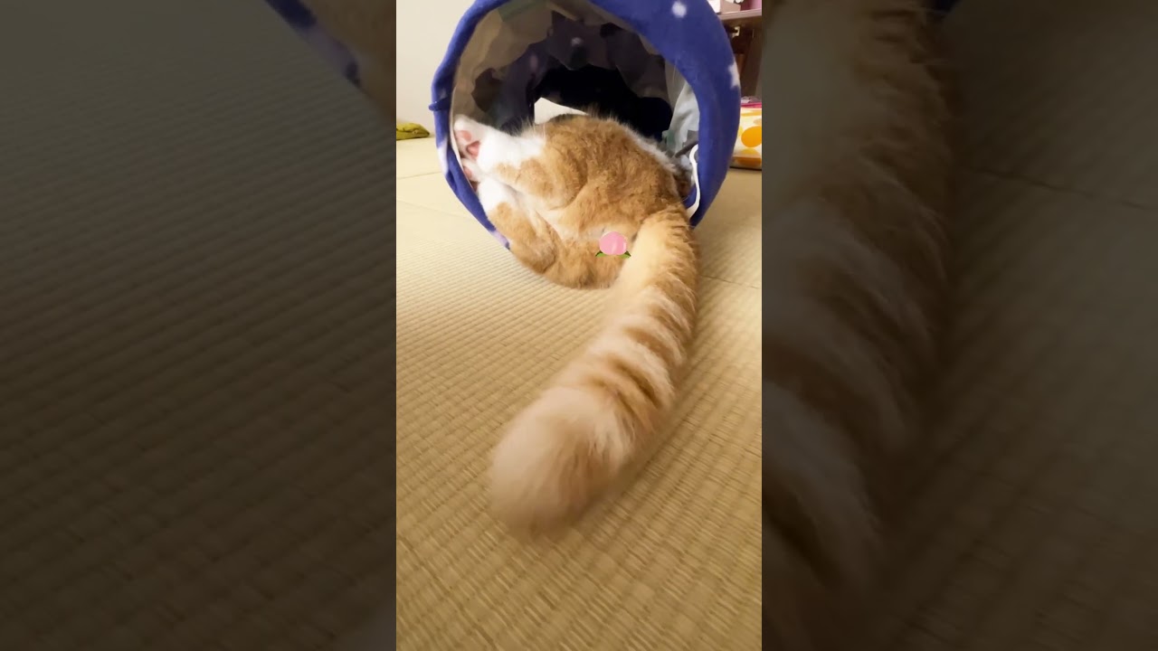 しっぽとおちり【短足マンチカン】