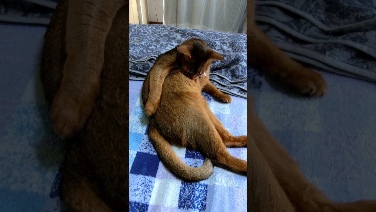 ネコ動画あび#456　#shorts　あびの毎日　アビシニアン　あび