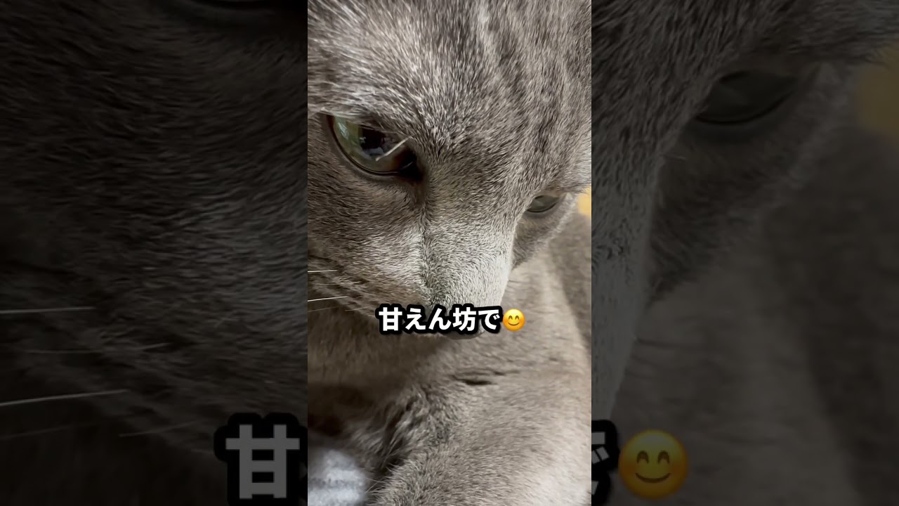 【ロシアンブルー】めろん昨日はお留守番時間長めでした🙏😂今日は一緒にゆっくり過ごそうね😊【猫】#shorts