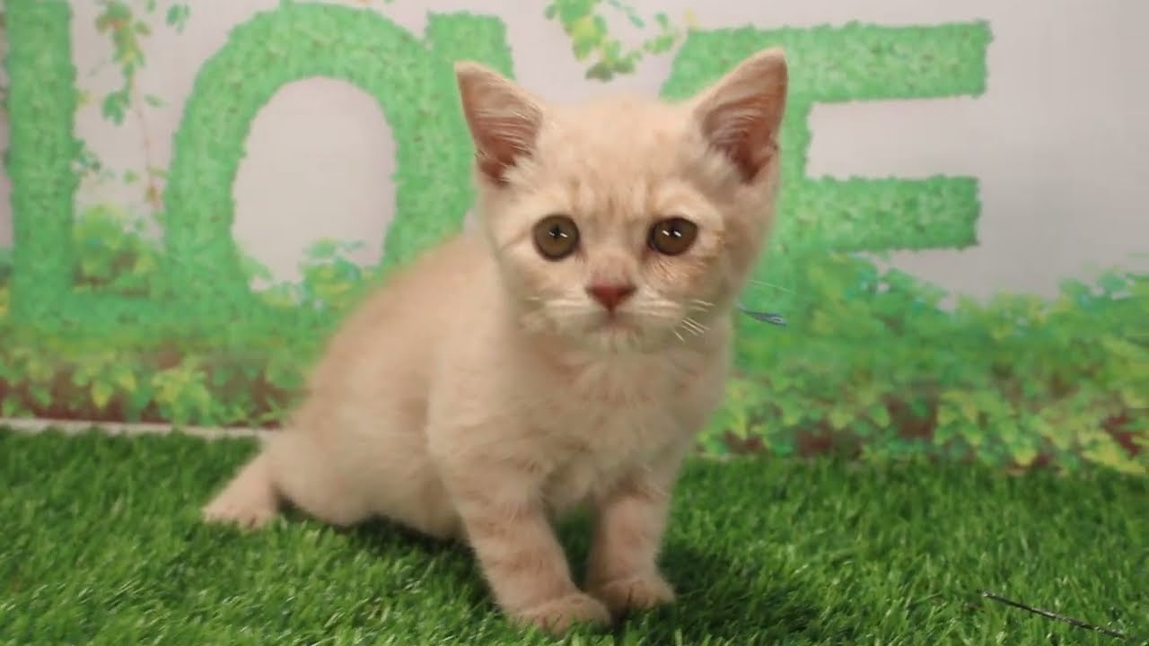 Coo&RIKU　No592196　ブリティッシュショートヘアー