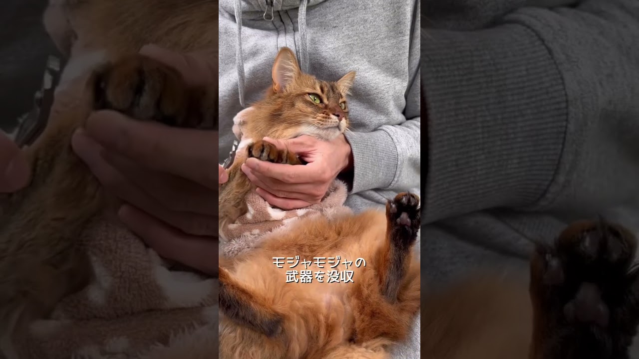 多頭飼いのモーニングルーティン（休日編）