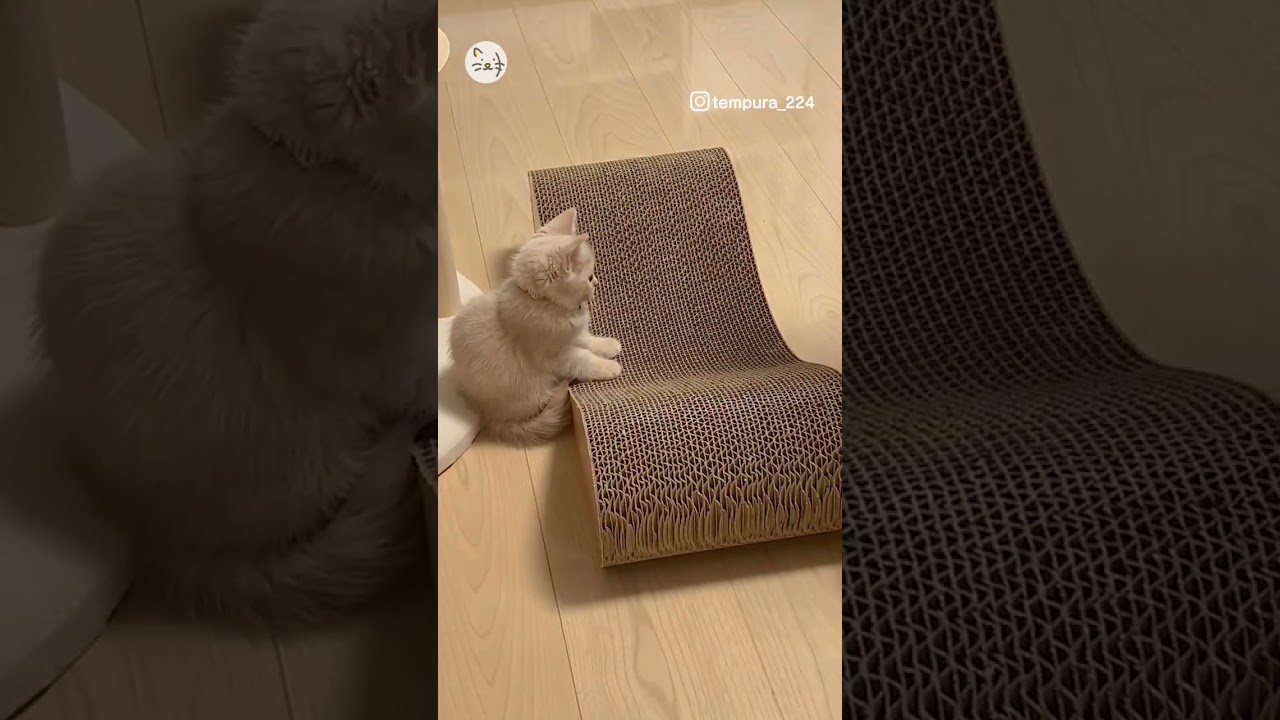 まさかの結末...マンチカン子猫のてんぷらちゃん🐈 #猫王国 #マンチカン子猫 #猫のいる暮らし #cats #animals