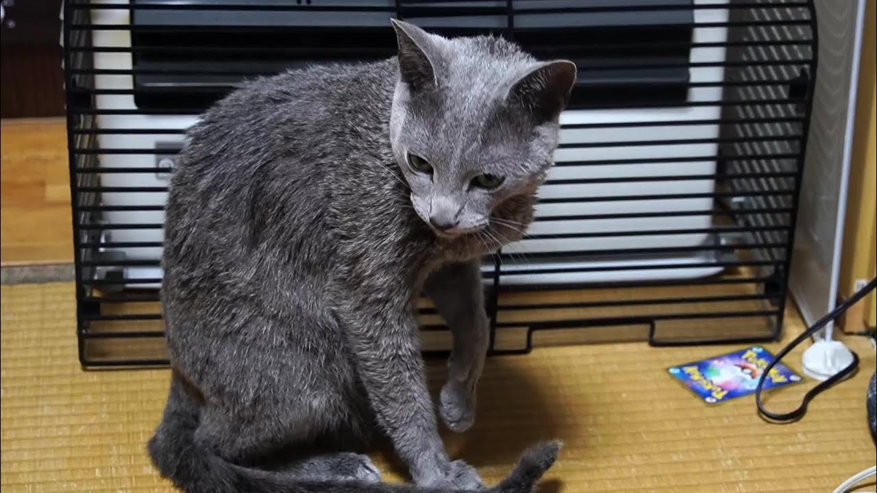 無理やり一緒にお風呂に入れられて一瞬気持ちよさそうな顔をしたが逃げるように警戒しながら毛づくろいをする猫