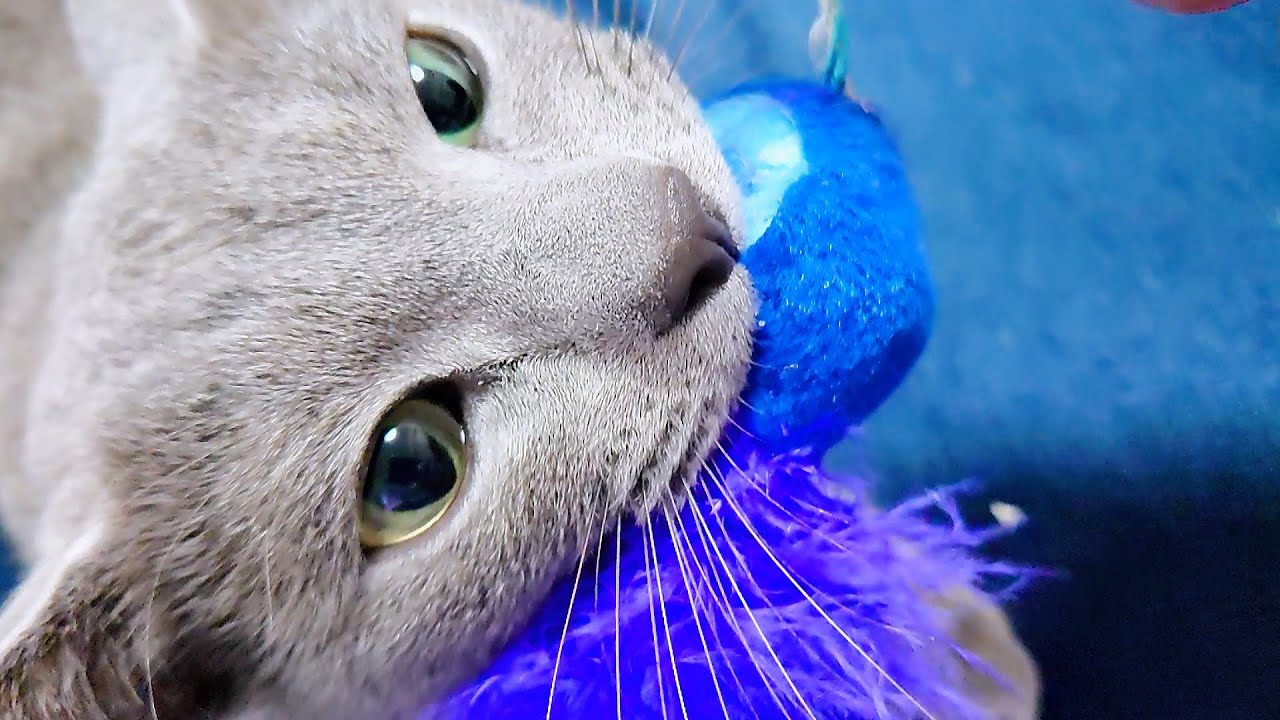 【猫動画】寂しさをおもちゃにぶつけるロシアンブルー【russianbule】A Russian Blue that hits its loneliness on a toy