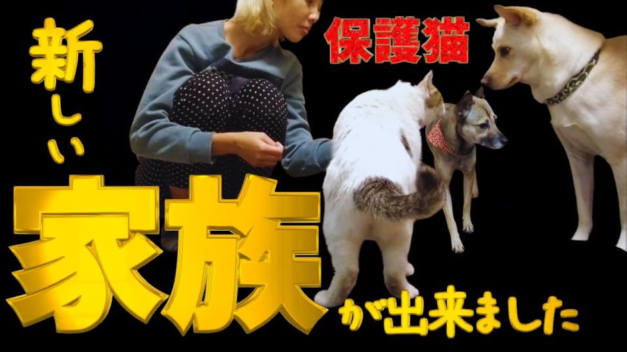 野良猫を室内飼いは絶対ダメだろ！大物俳優ばりのオーラを出す猫がやってきた