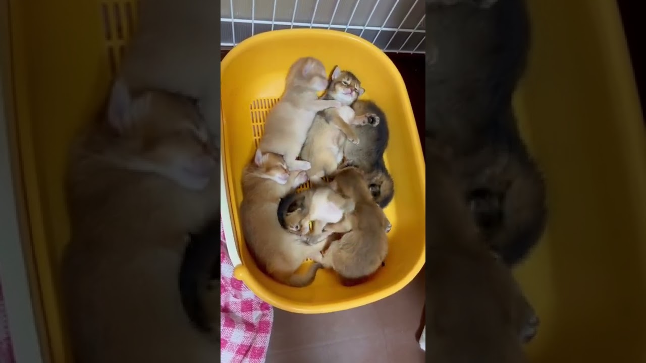 ソマリ子猫生後16日。