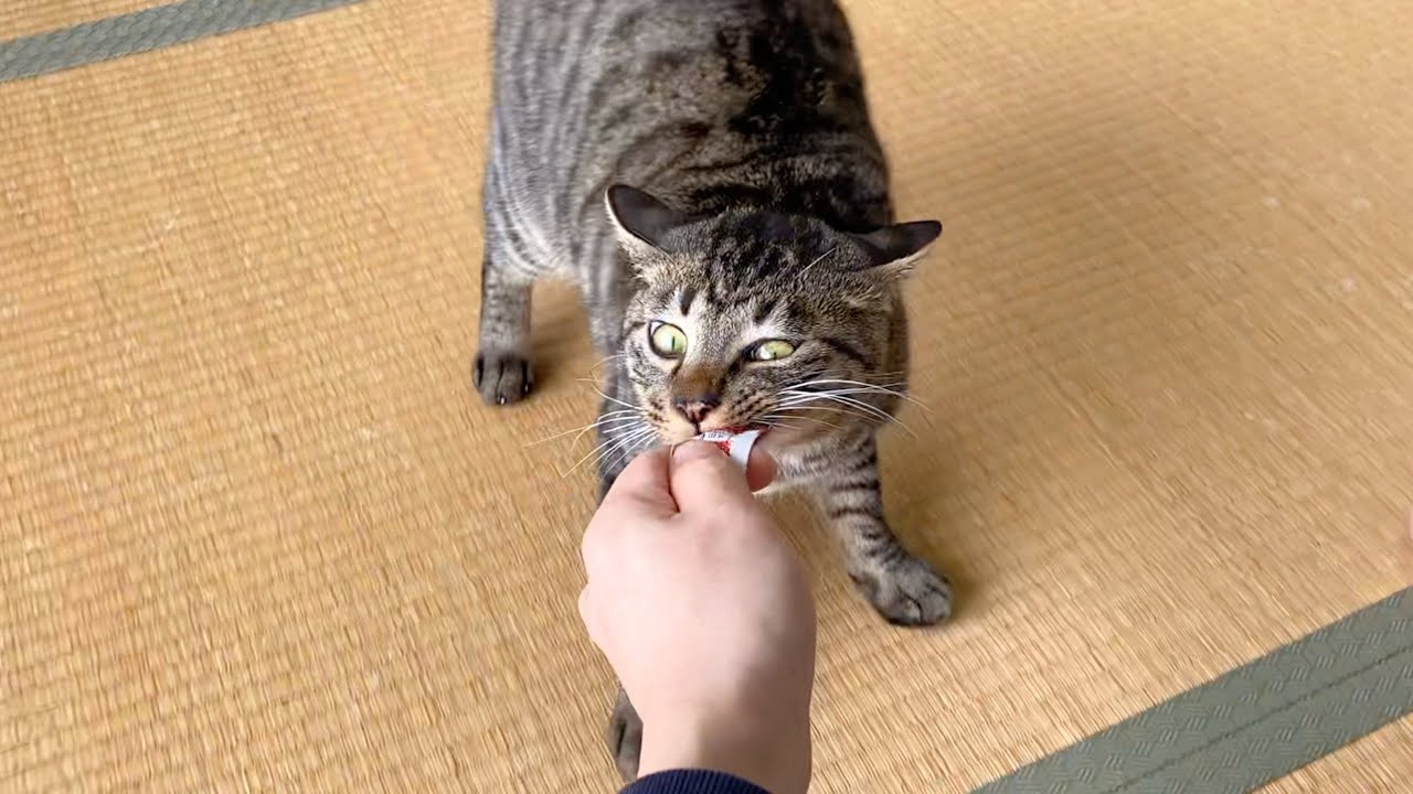 子猫にチュールをあげたら興奮しすぎて暴走しました…