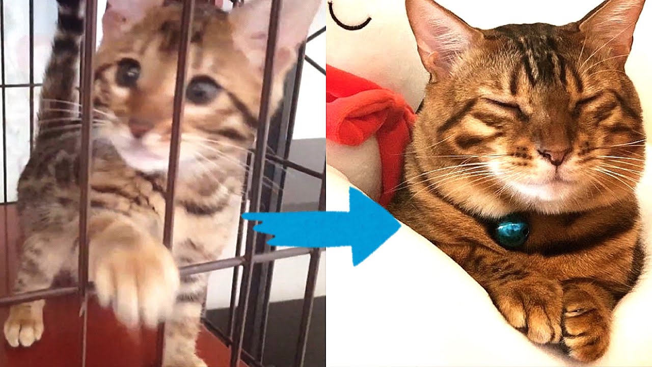 初めて家に来た子猫テトが4歳になるまで