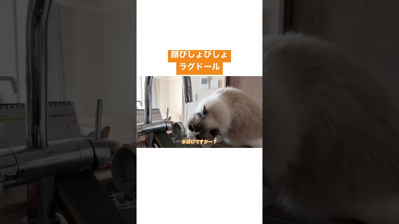 【ラグドール】蛇口直飲みが下手すぎる猫 #cat #ragdoll #ラグドール #猫 #ネコ #ハチワレ #猫のいる暮らし