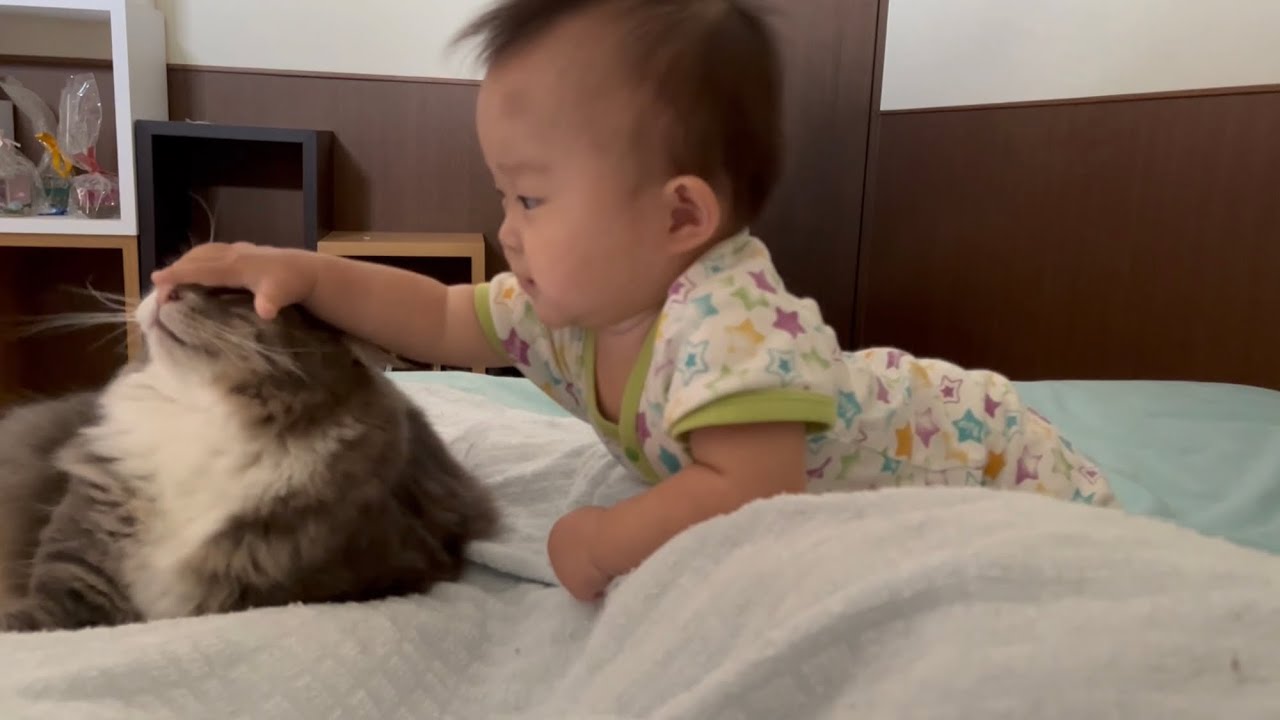 寝起きに赤ちゃんから頭を掴まれる猫　ノルウェージャンフォレストキャット　Cat grabbed head by baby