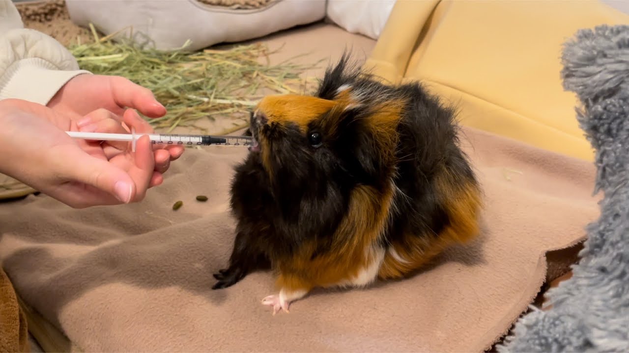 もるちゃんのお腹が丸い理由が判明しました【モルモット】　　My little guinea pig has a round belly.