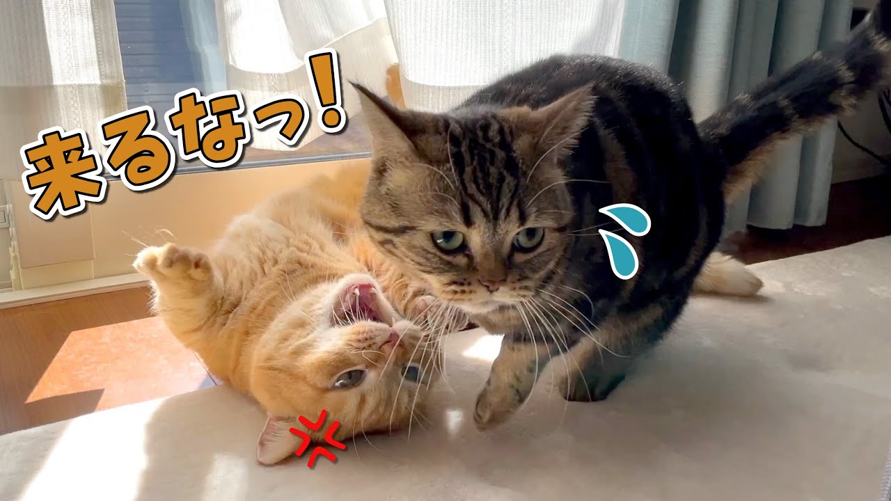 普段優しい兄猫にも譲れないことがあるようです…汗