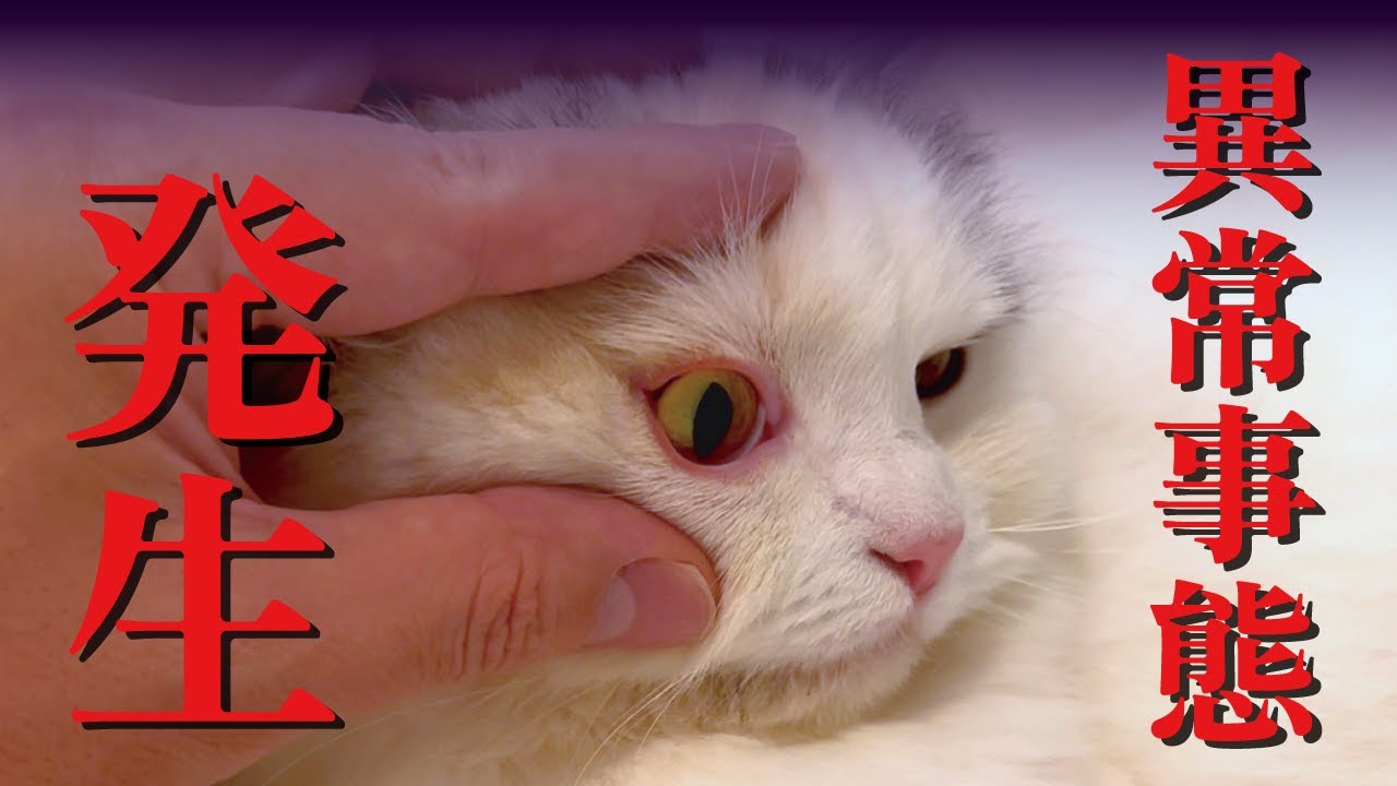 つくしに異変が起きました…【関西弁でしゃべる猫】