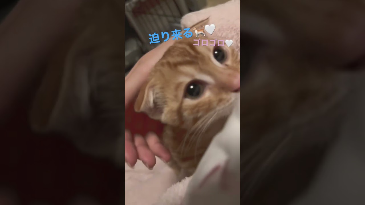 いくらでも近づいてくれて構わんよ🥹 #キンカロー #子猫 #猫 #猫のいる暮らし #cat #catlover #catvideos  #고양이