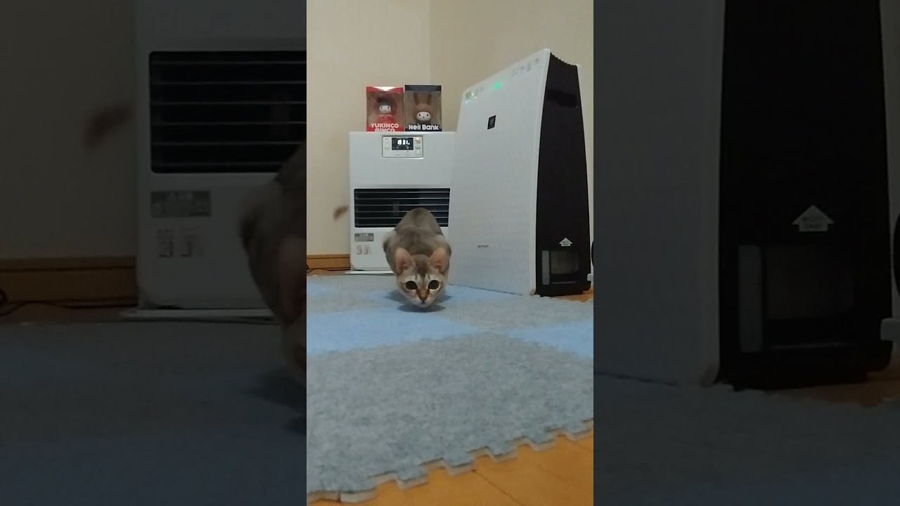 狙い撃ちのシンガプーラ猫　#shorts