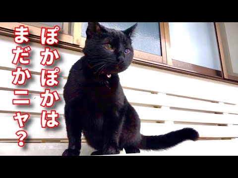 【子猫が春を探しています。】@taipi 【切り抜き】