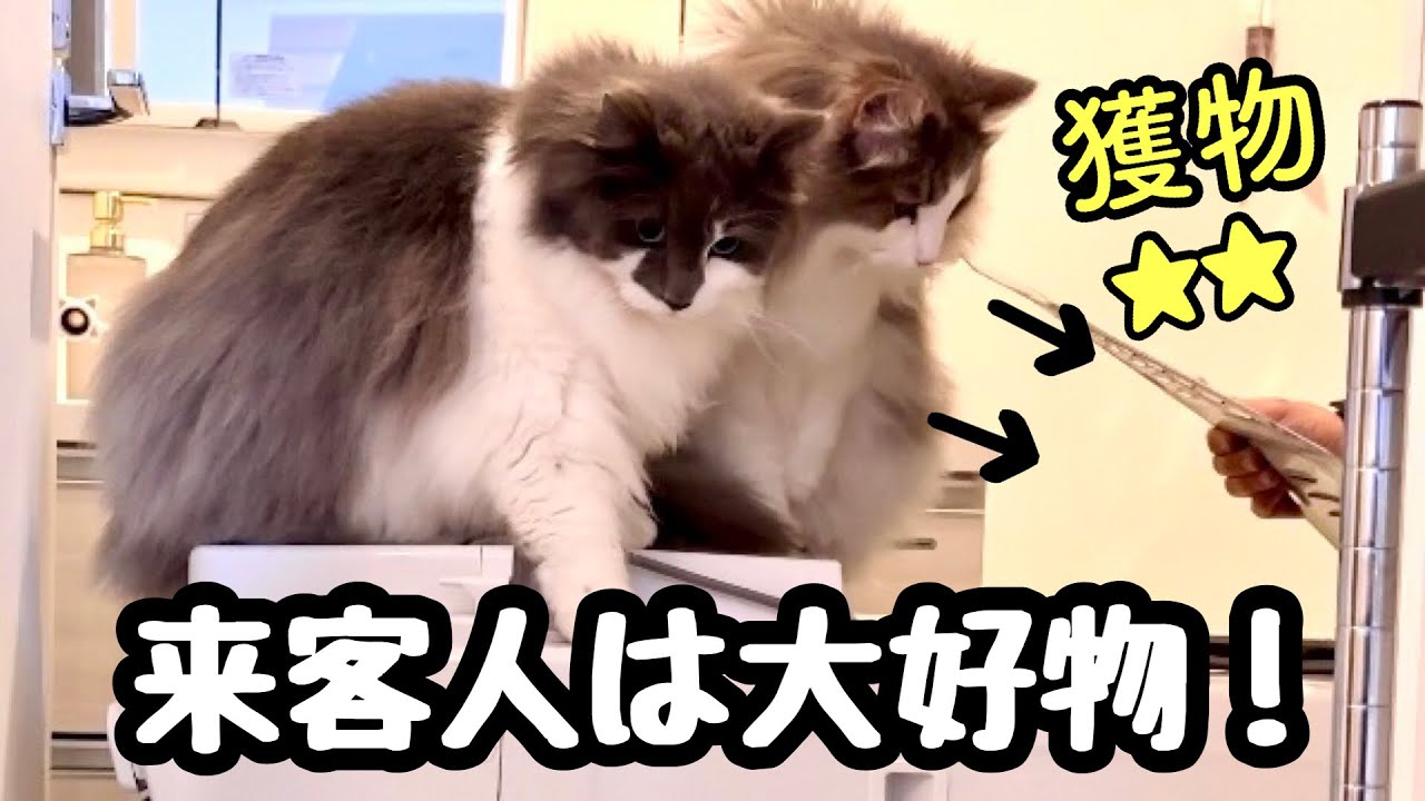 【ノルウェージャンフォレストキャット】獲物を追うようにお客さんに夢中になる理由とは⁉️