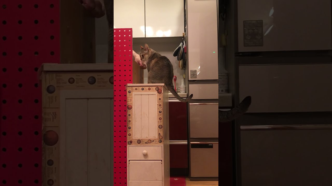 甘えている途中で大あくびしちゃうシンガプーラなのにゃ♪