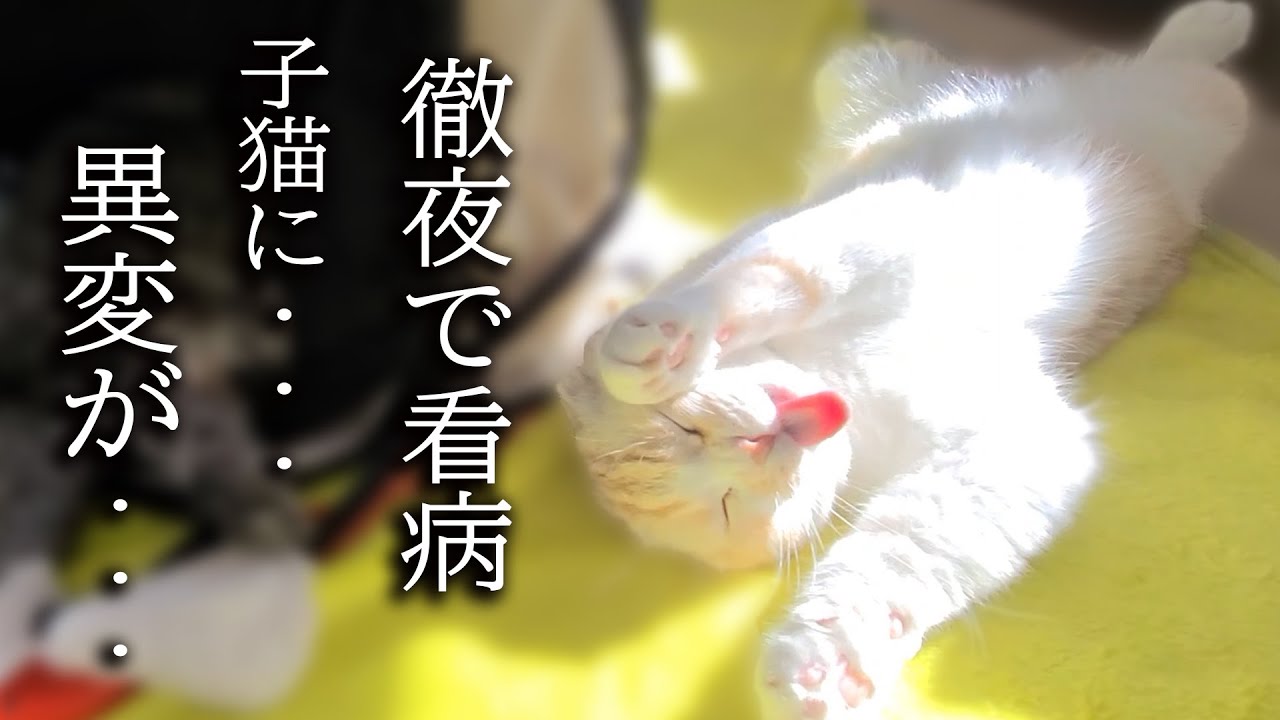 犬の看病疲れで子猫の電池が切れておかしくなっちゃいました...