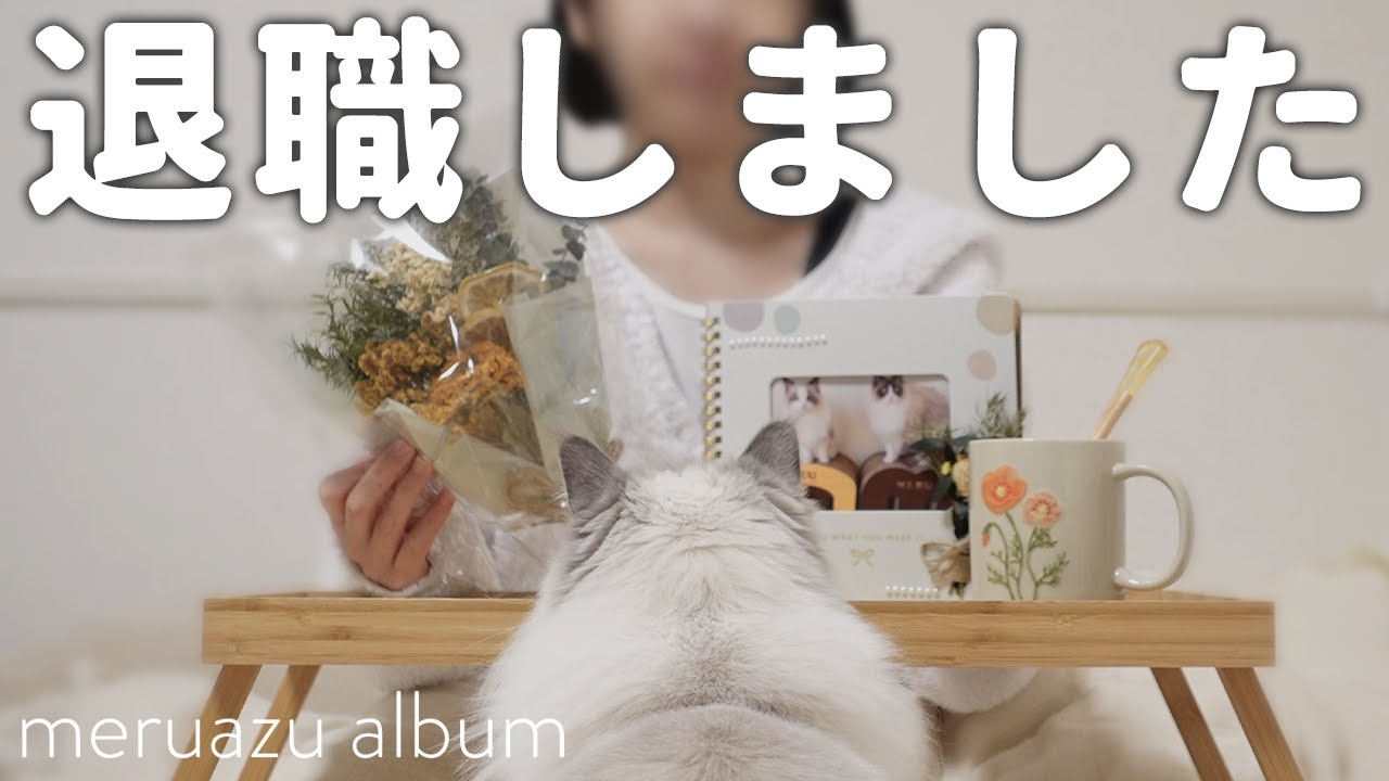 退職した日に過ごす、猫との夜。【ラグドール】