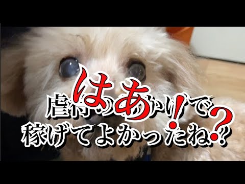 トイプードルルゥちゃんに来たアンチコメントについて…
