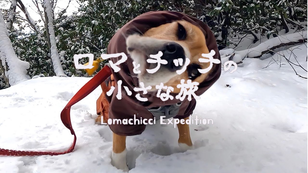【池田山】スノーシュー「アトラス　スノーラン」でビーグル犬と雪上ハイク【モンベル】【犬連れ登山】