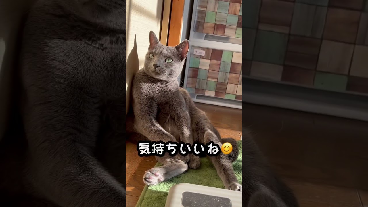 【ロシアンブルー】めろん、今日も穏やかに過ごせたね😌【猫】#shorts