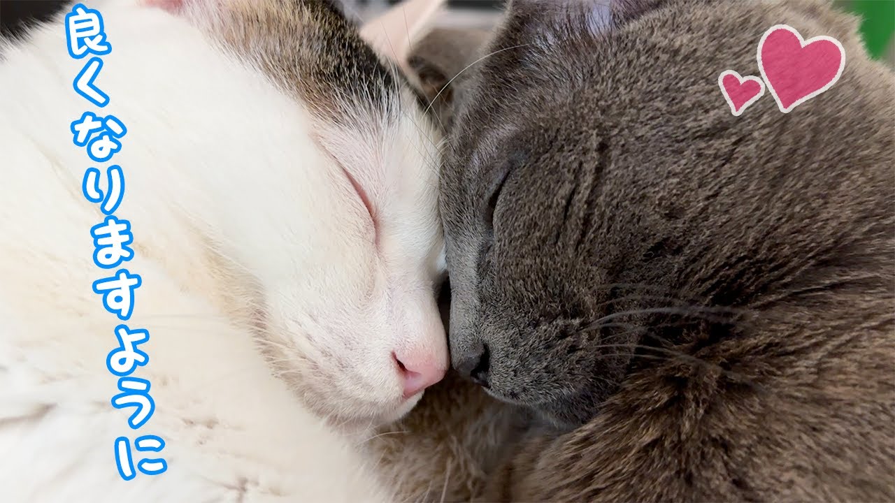 猫喘息の咳が出たハムちゃんと心配するチロさんが仲良く寝てました…！！