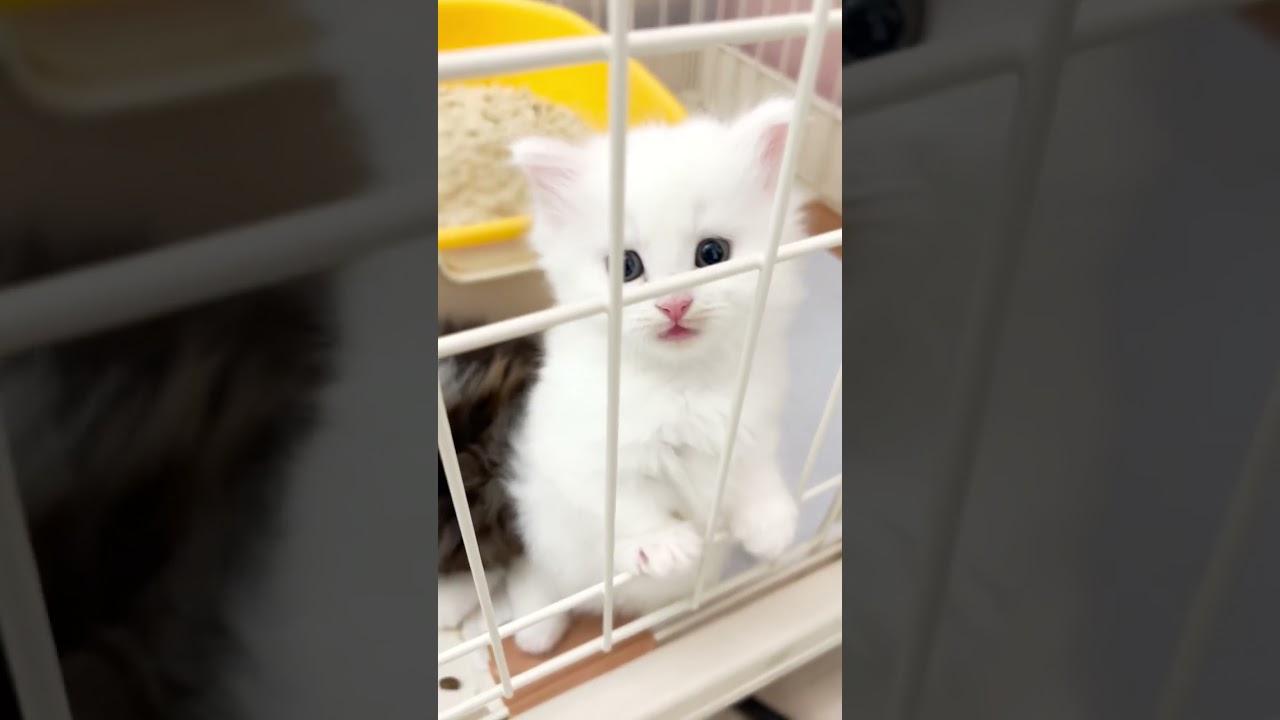 ご飯よりこっちをガン見してます❤️❤️ #短足マンチカン #マンチカン #子猫 #ペット蔵人 #子猫の成長記録 #猫のいる生活 #ミヌエット #白猫 #cat #cats #shorts