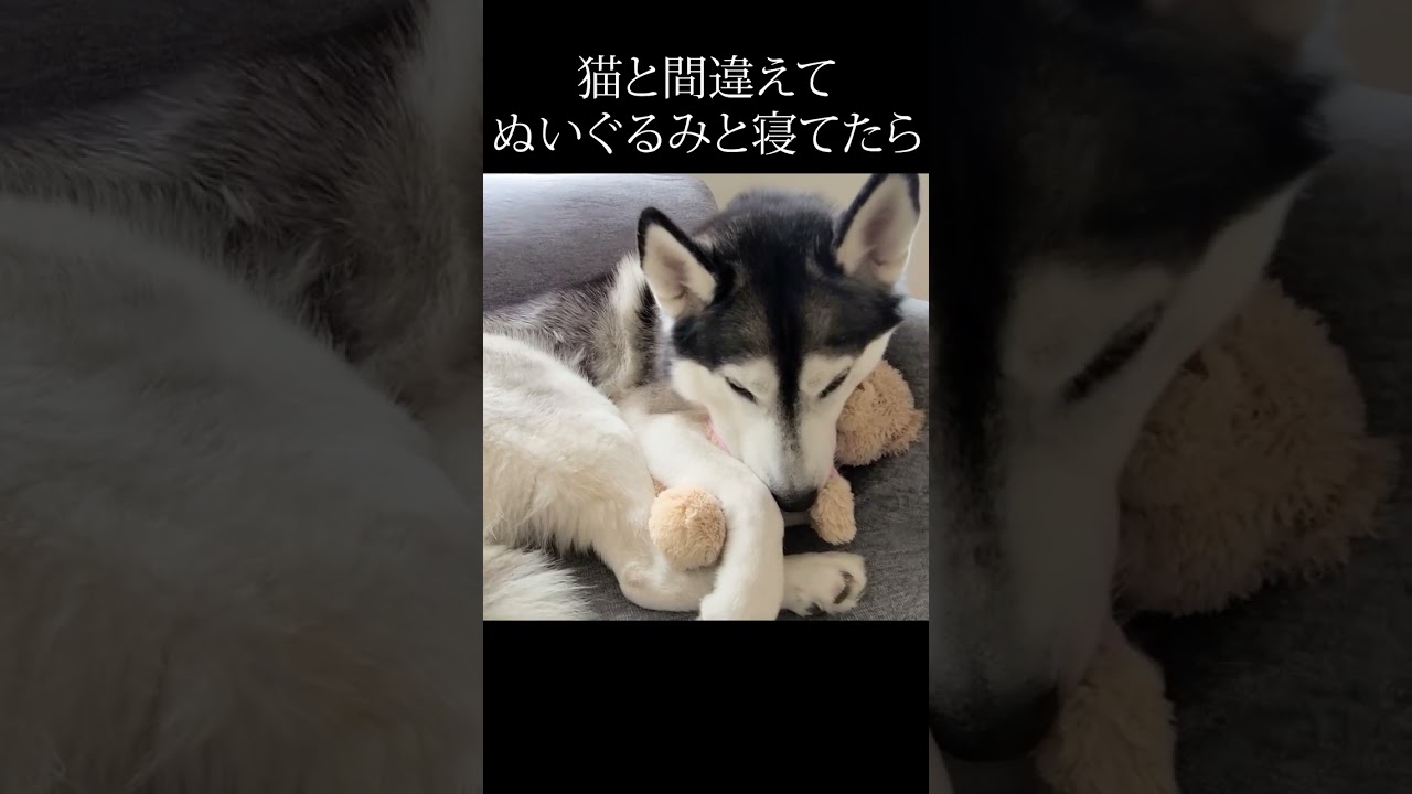 犬がぬいぐるみと寝てたら子猫の反応が...笑#猫 #shorts