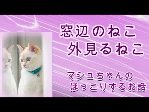 【85話】神社の境内で鳴いてたところをママに保護してもらったマシュちゃんのほっこりするお話【幸せなねこの物語】