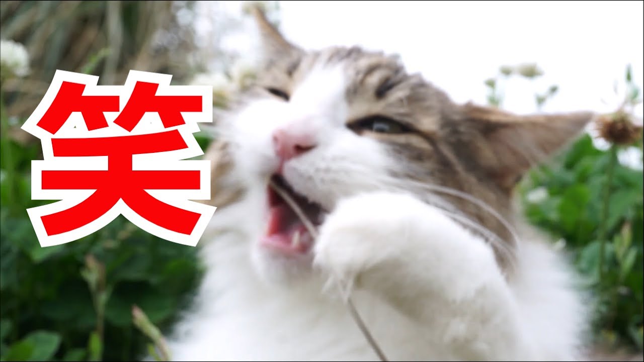 【猫 メインクーン】おもしろかわいいマロちゃんねる動画集