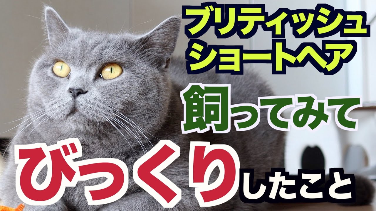 【ブリティッシュショートヘア】飼ってみてビックリ‼︎したこと