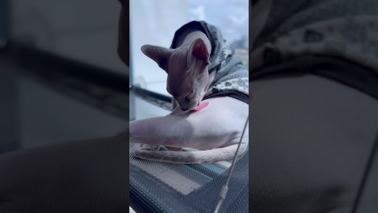 毛のない猫の毛づくろいは神秘的【スフィンクス猫】