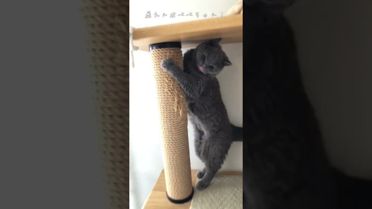 キャットタワーを食べる猫😱#shorts #猫 #セルカークレックス #cat #britishshorthair