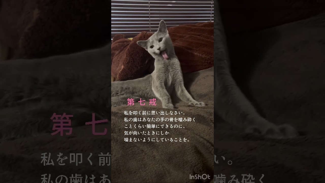 猫の十戒　#Shorts #ロシアンブルー　#ねこ　#ねこ動画　#cat #猫　#Russianblue