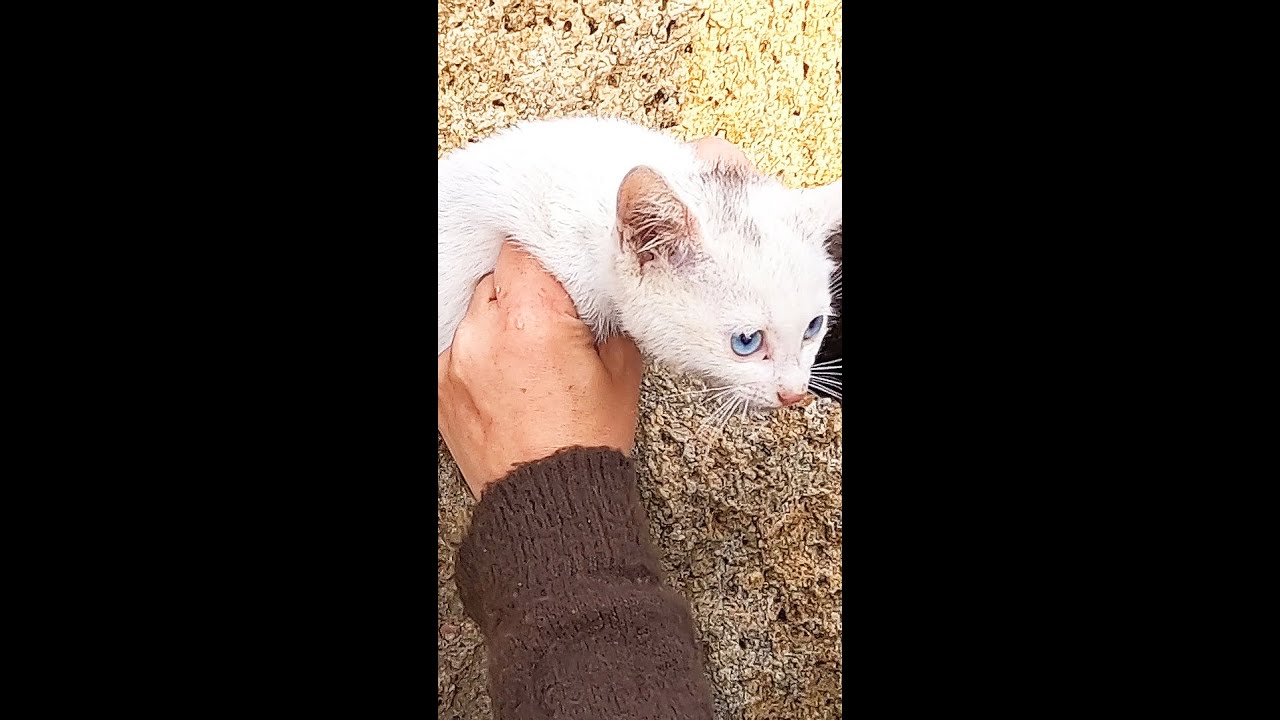 子猫を保護して家猫へ！ 猫 野良猫 ニャンちゃん #Shorts