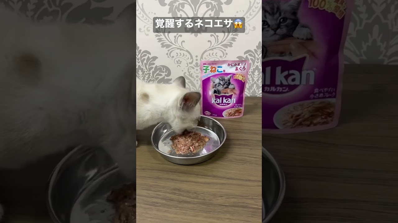 【閲覧注意】覚醒する猫エサ😱 #猫 #トンキニーズ #衝撃映像 #ペット #癒し #shorts