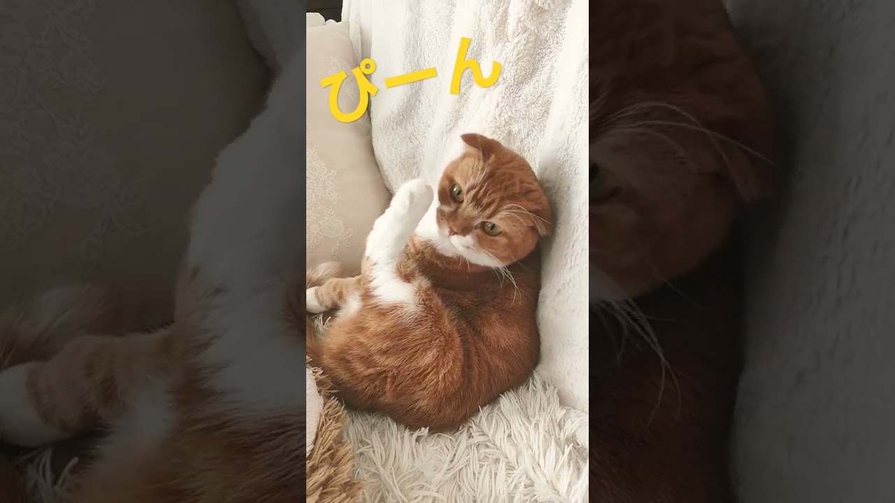 【スコティッシュフォールド】お兄ちゃんのお迎えをするかわいい猫ちゃん#ねこ #coco #shorts