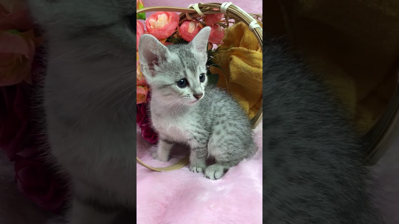 可愛い、可愛いエジプシャンマウの男の子です。