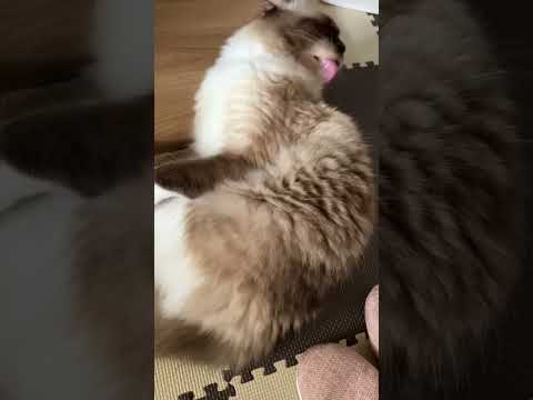 ラグドールのたぬきに似た猫の休日 #shorts #ragdoll #holiday #ショート #ラグドール
