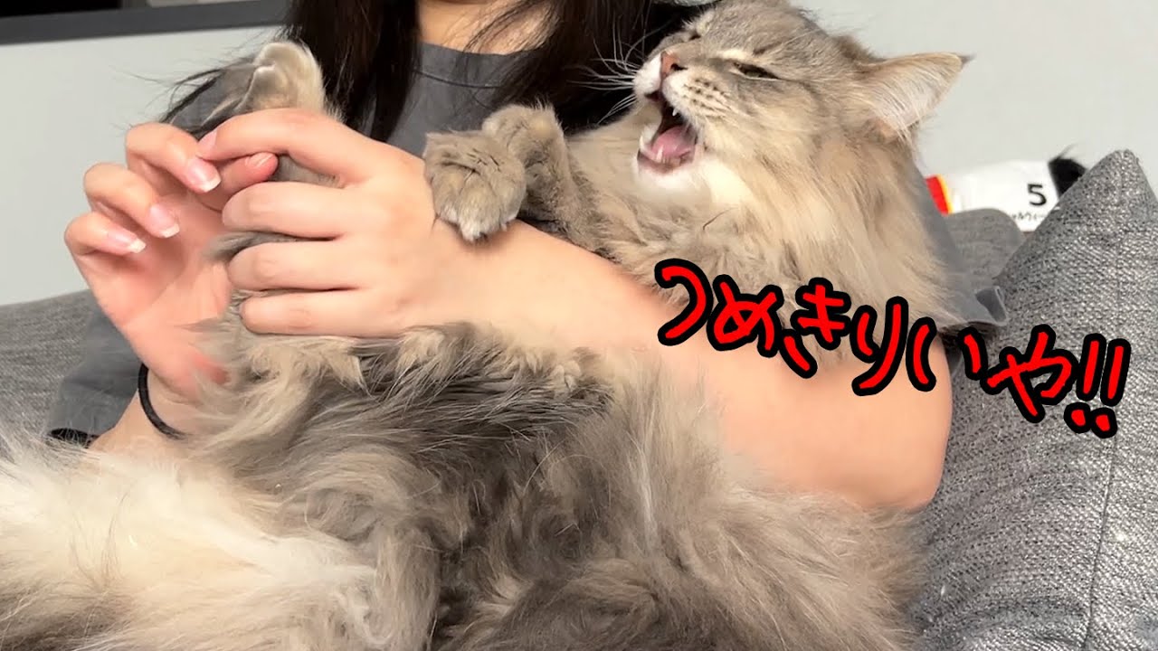 爪切りが嫌すぎて逃げ回る猫たち。ノルウェージャンフォレストキャット