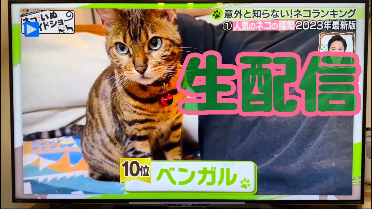 【生配信2/26】今週はうちの猫が2回もテレビに出演できて嬉しかったです生配信