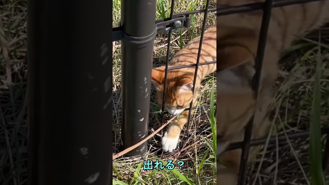 【トラ猫家族の子猫】トラ猫家族の最後の子猫、柵を越えて新たな世界へ！【オリジナル曲】#shorts #トラ猫家族#子猫